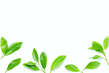 Citrus leaves on white background.