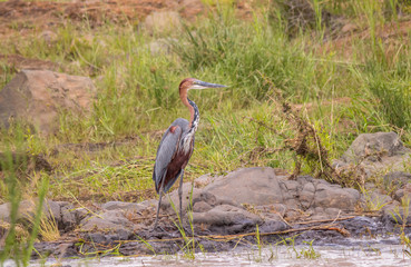 A purple heron isolated in its typical habitat in the Kruger National Park in South Africa image in horizontal format