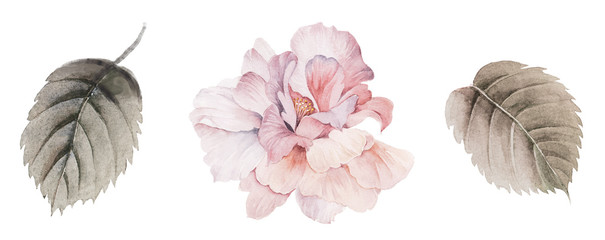 Flowers watercolor illustration.Manual composition.Big Set watercolor elements.