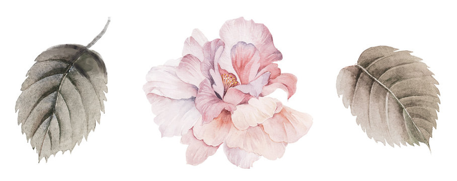 Flowers watercolor illustration.Manual composition.Big Set watercolor elements.
