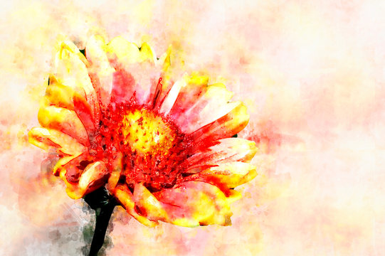 Red Helenium flower close-up on green grass background. Stylization in watercolor drawing.
