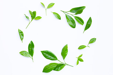 Citrus leaves circle on a white background.
