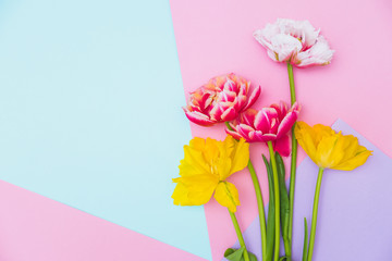 Colorful tulip flowers on geometry solid background. Floral composition in minimalist style. Popular International Women's Day close up and mock up concept.