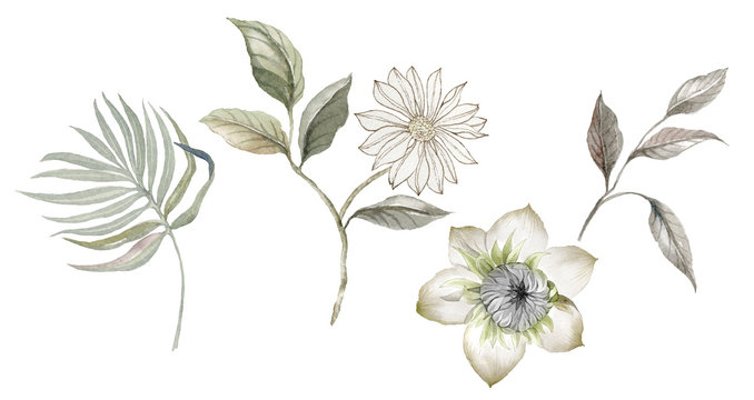 Flowers watercolor illustration.Manual composition.Big Set watercolor elements.