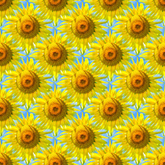 Seamless abstract springtime, summer natural background of blooming sunflowers