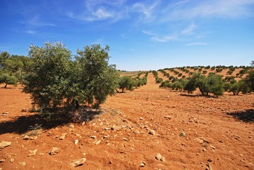 Olive grove with red soil on a sloping hill near Bornos, Spain.