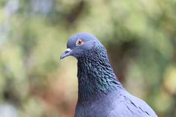 portrait of one eye pigeon