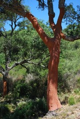 Cork oaks with stripped bark in the Sierra de los Alcornocales, Spain.
