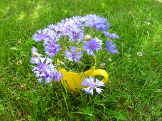 Still life with bouquet of cornflowers in yellow cap on green lawn, blue and yellow team. Floral arrangement with cornflowers in the garden. Sunny summer day. Closeup, selective focus