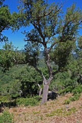 Cork oak tree with stripped bark in the Sierra de los Alcornocales, Spain.