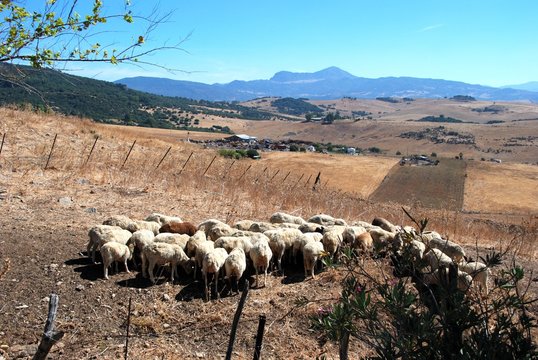 Sheep grazing in a field just outside the village, Jimena de la Frontera, Spain.