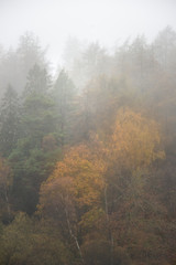 Beautiful mody Autumn Fall landscape of woodland with mist fog during early morning