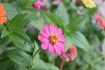 Zinnia Flowers