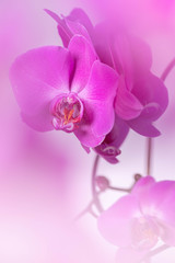 Close up of beautiful purple orchids flowers on bokeh background