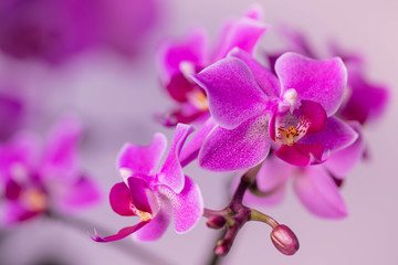 Fototapeta na wymiar Close up of a branch of a blooming purple orchids flowers with bokeh background