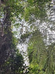 Large White Eucalyptus