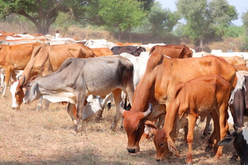 Black, yellow and white cows in a dead grassy field