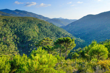 Sierra Bermeja, Jubrique, Andalusia, Spain