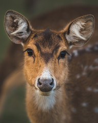 deer closeup