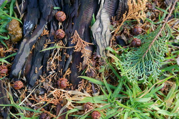 林の中の小さなサッカーボールの形をしたヒノキの実