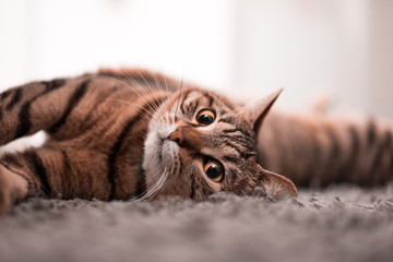 chat mignon sur tapis