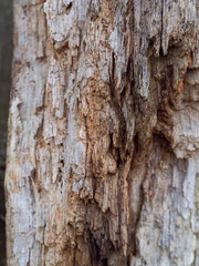 Rotten wood texture on fence post #2