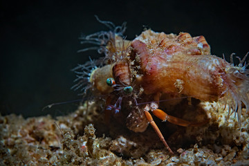 Obraz na płótnie Canvas Jeweled Anemone Hermit Crab, Schmuck Anemonen-Einsiedlerkrebs (Dardanus gemmatus)