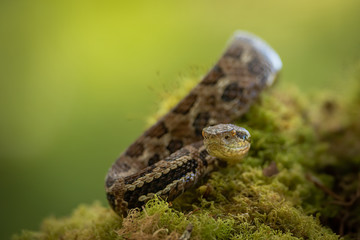 Amazing Central American jumping pitviper (Atropoides mexicanus) on moss covered branch in rain forest of Costa Rica. You can spot so many animals yet need to be careful.