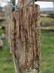 Rotten wood texture on fence post #3