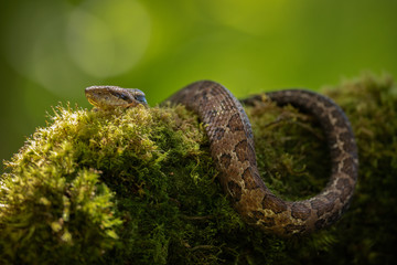 Amazing Central American jumping pitviper (Atropoides mexicanus) on moss covered branch in rain forest of Costa Rica. You can spot so many animals yet need to be careful.