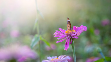 Butterflies clinging on flowers, pink flowers, pollinating butterflies