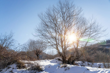 A bare tree on a mountainside lit by the sunbeams