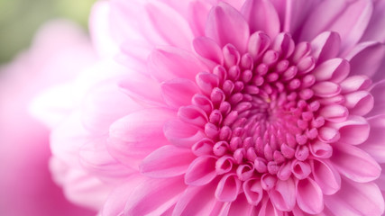 Pink chrysanthemum, flower garden, close-up flower photos, macro flower photos