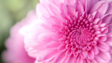 Pink chrysanthemum, flower garden, close-up flower photos, macro flower photos