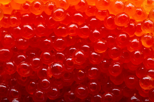 Red caviar mackro shot .