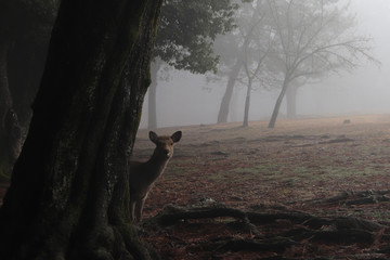 Daim derrière un arbre dans la brume matinale (Nara - Japon)