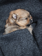 Cute puppy sleeping in a cozy blanket