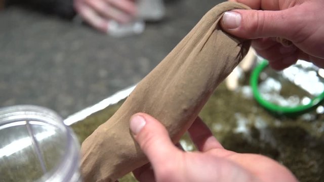 Filling a porous cooking bag with chopped and ground cannabis marijuana flowers.