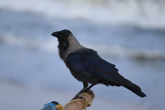 white neck crow on the beach