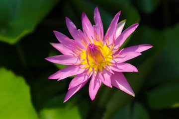  The lotus flower in front of my house.