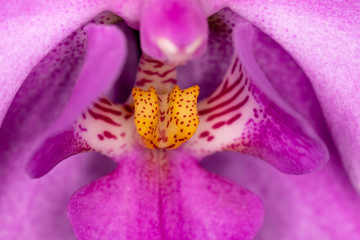 Pink Orchid close up