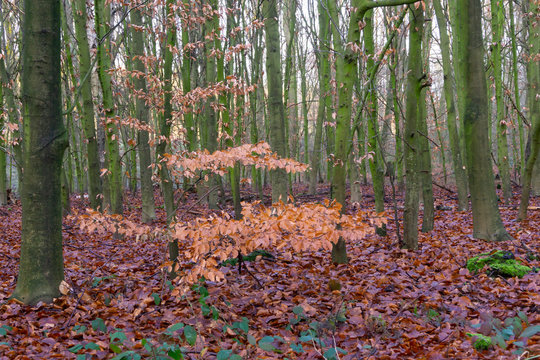 Buchenwald im Winter, Naturschutzgebiet Beversee, Bergkamen, Nordrhein-Westfalen, Deutschland, Europa