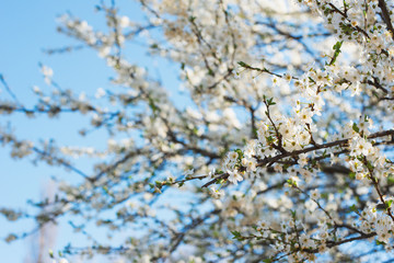 spring, cherry blossoms in a city park, close up branch