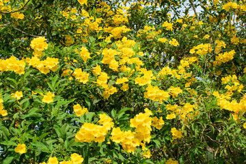 field of yellow flowers