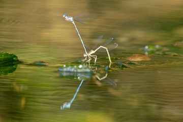 The white-legged damselfly mating on the river surface