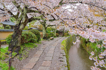 京都の哲学の道