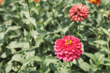 Close-Up Of red Flowering Plants In Park