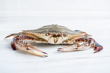 A fresh pike crab on a kitchen tile countertop