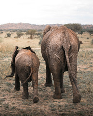 famille éléphant