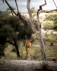 Impala tanzanie